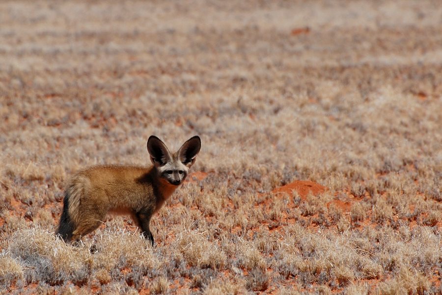 Löffelhund (Bat- eared fox)