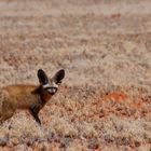 Löffelhund (Bat- eared fox)