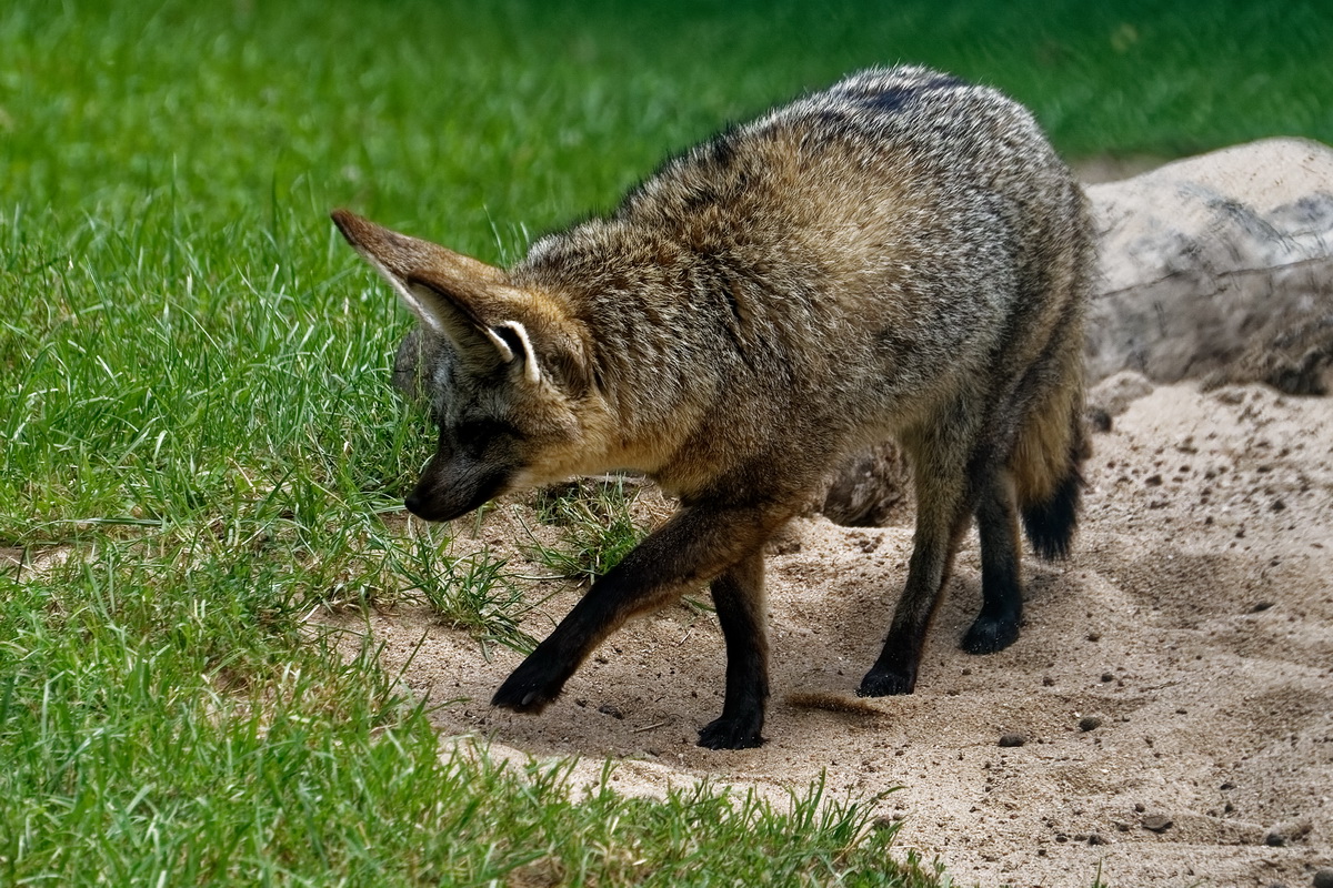 Löffelhund