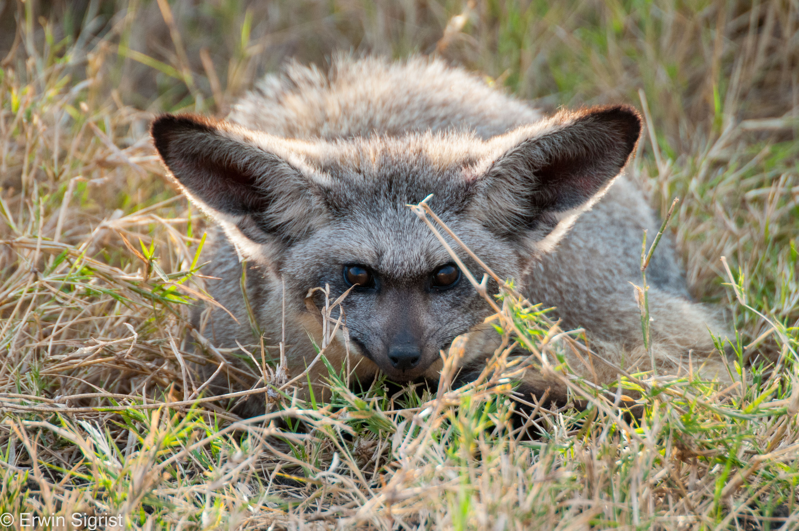 Löffelhund - Masai Mara (Kenya)