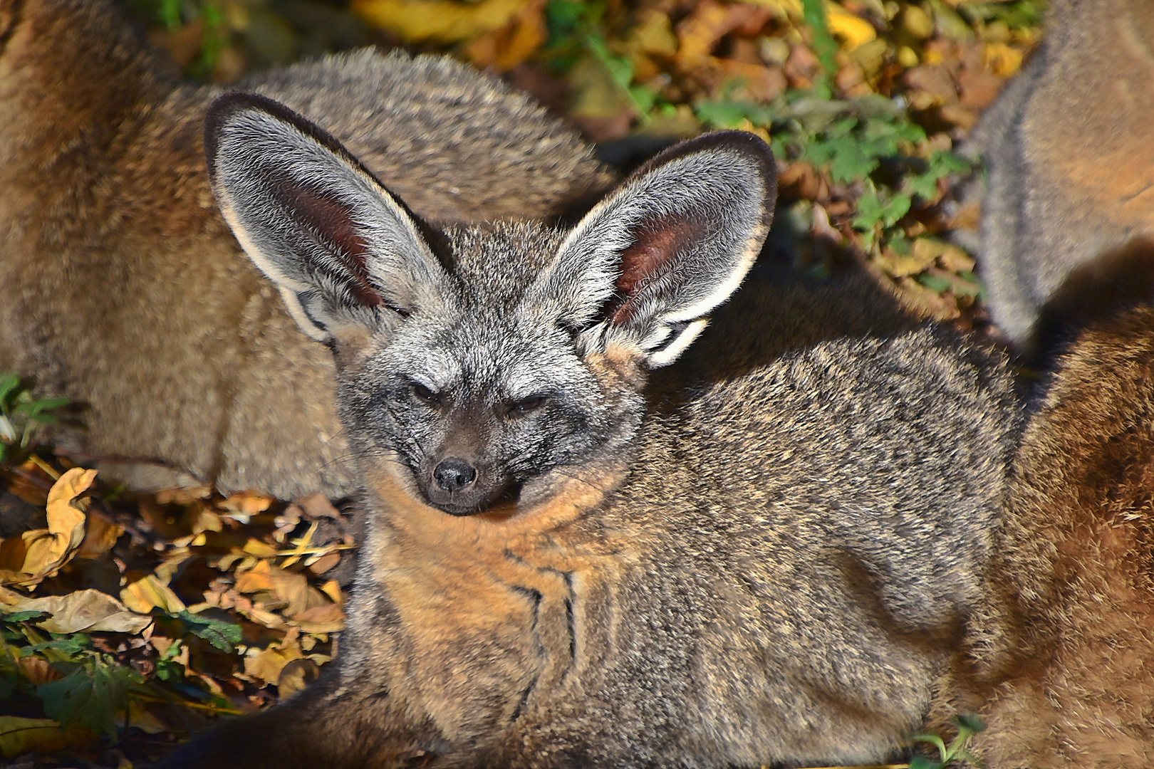 Löffelhund (Otocyon megalotis)