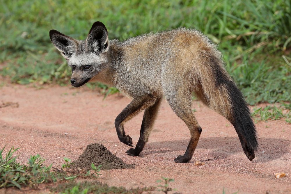 Löffelhund (Otocyon megalotis)