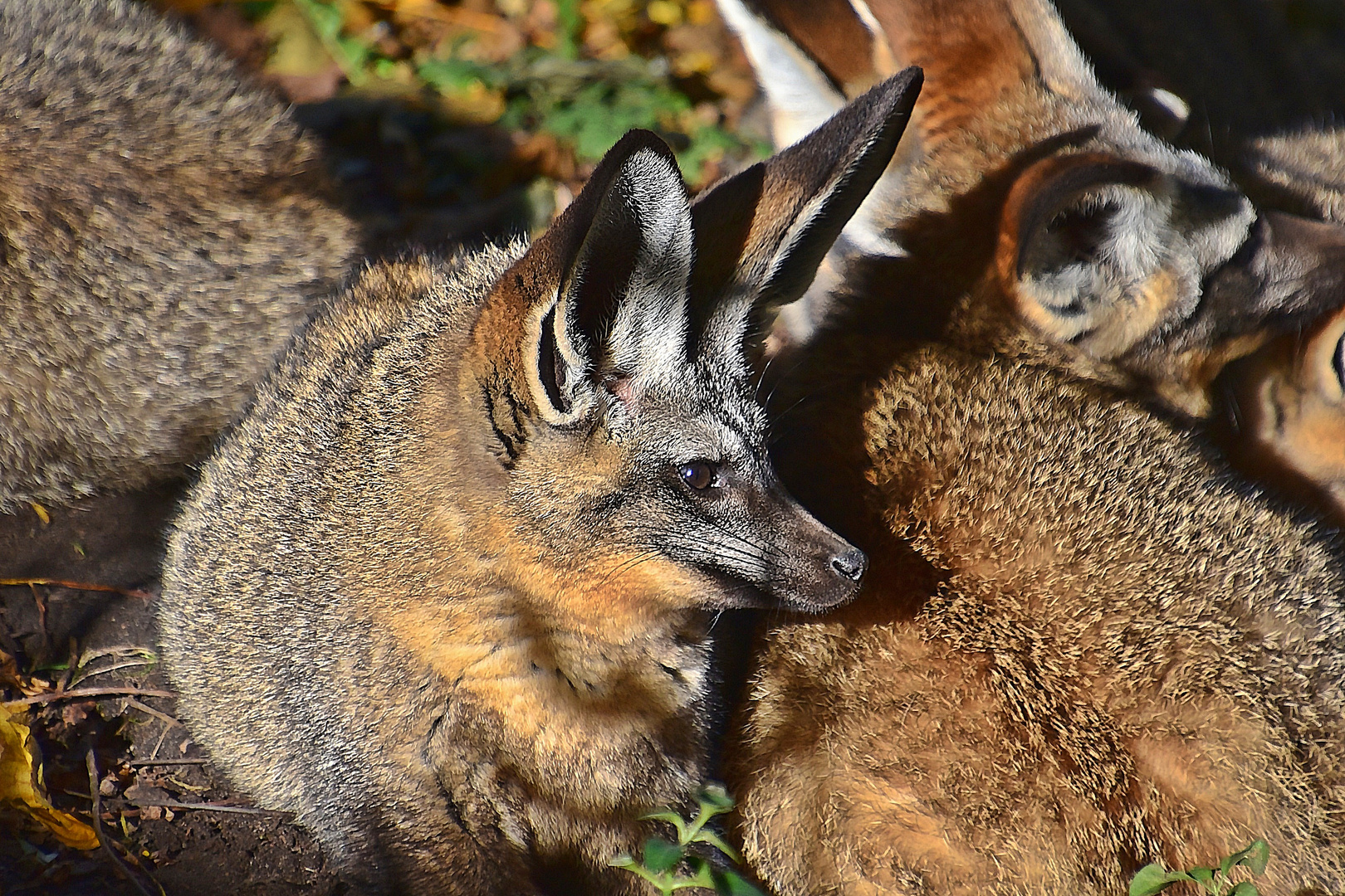 Löffelhund (Otocyon megalotis)