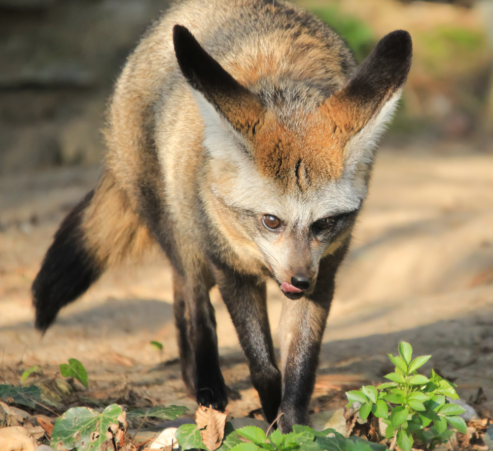 Löffelhund Zoo Krefeld