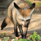 Löffelhund Zoo Krefeld