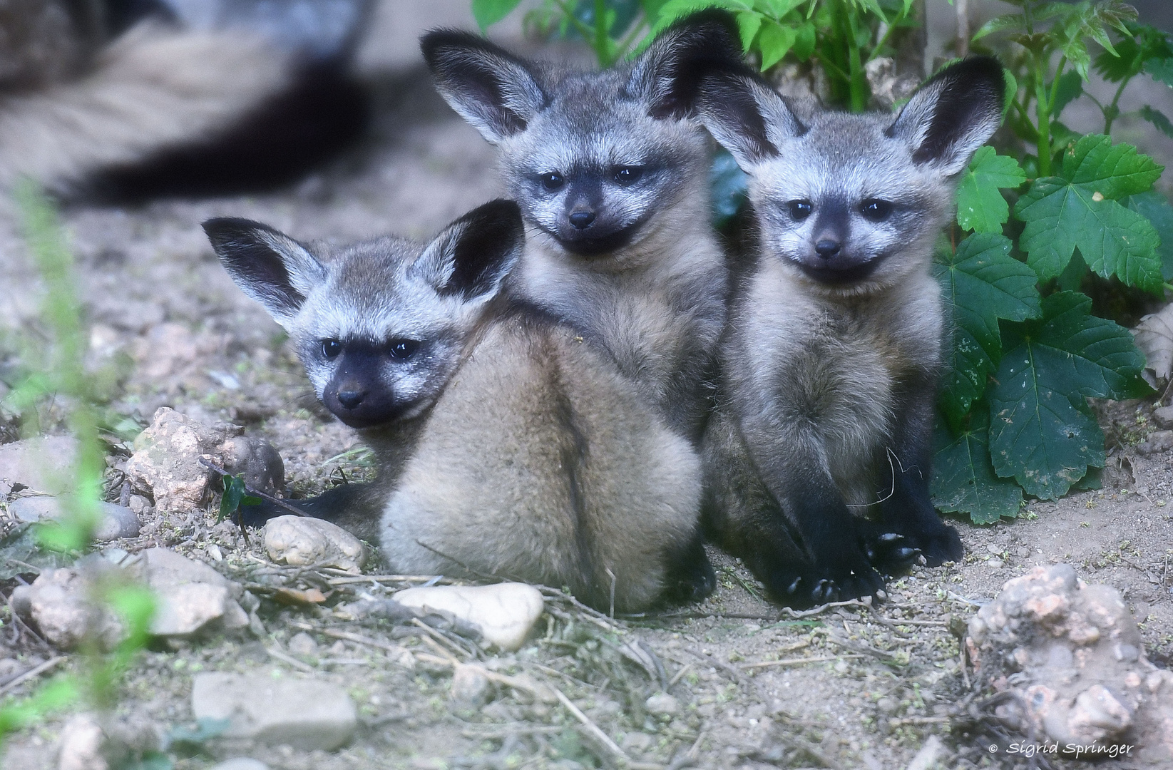 Löffelhundbabies