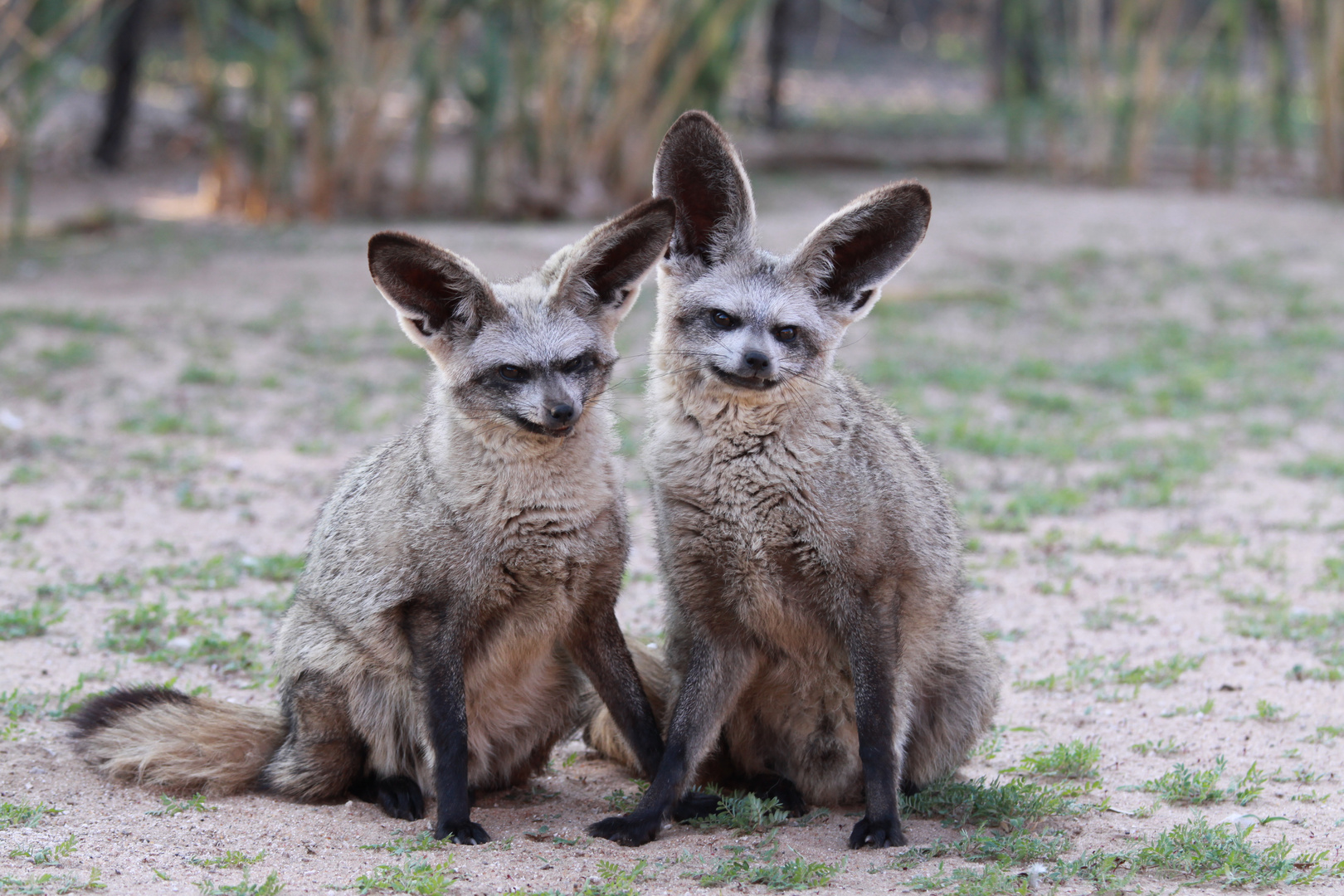 Löffelhunde auf der Harnas Farm Namibia