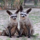 Löffelhunde auf der Harnas Farm Namibia