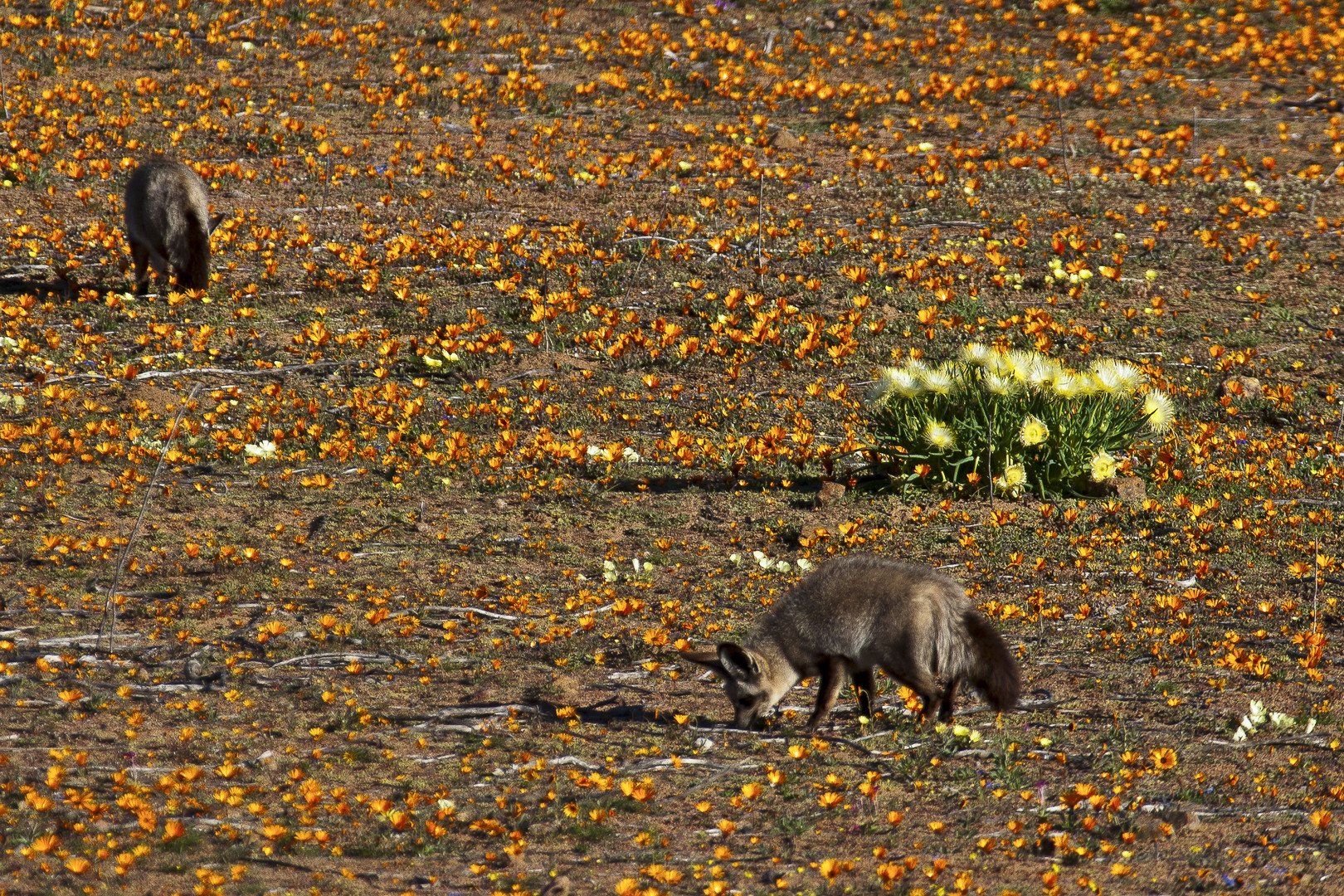 Löffelhunde im Namaqualand