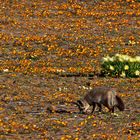 Löffelhunde im Namaqualand