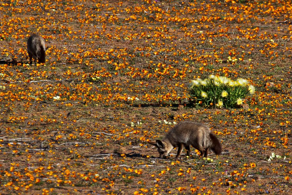 Löffelhunde im Namaqualand