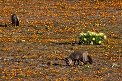 Löffelhunde im Namaqualand