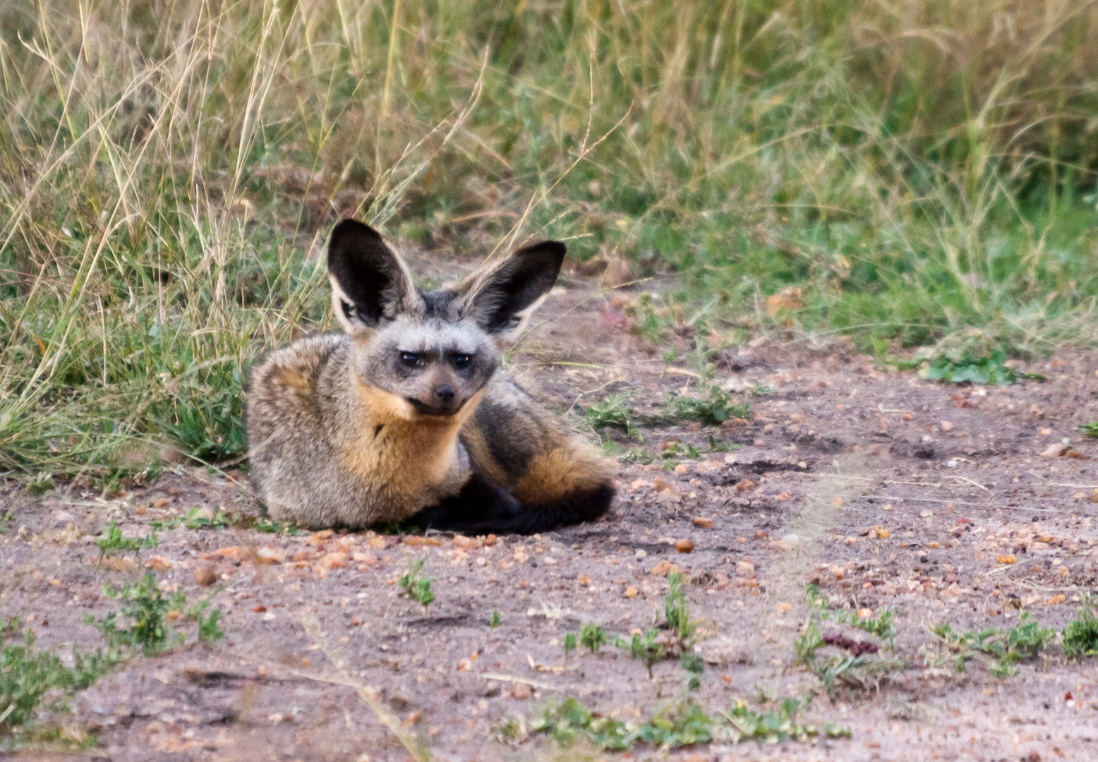 Löffelhunde in der Masai Mara