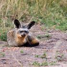 Löffelhunde in der Masai Mara