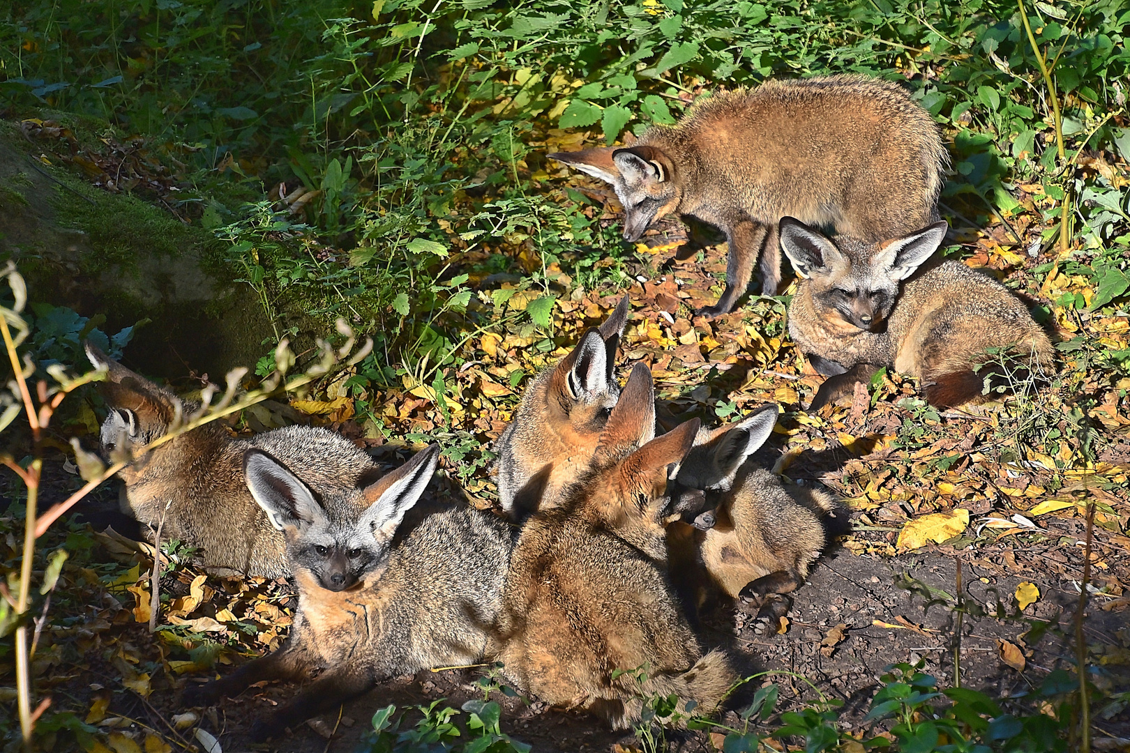 Löffelhunde (Otocyon megalotis)