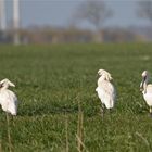 Löffelnase und Löwenmähne