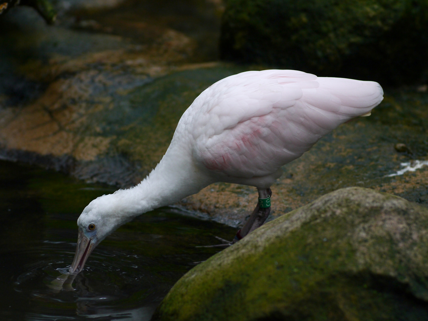 Löffelreiher