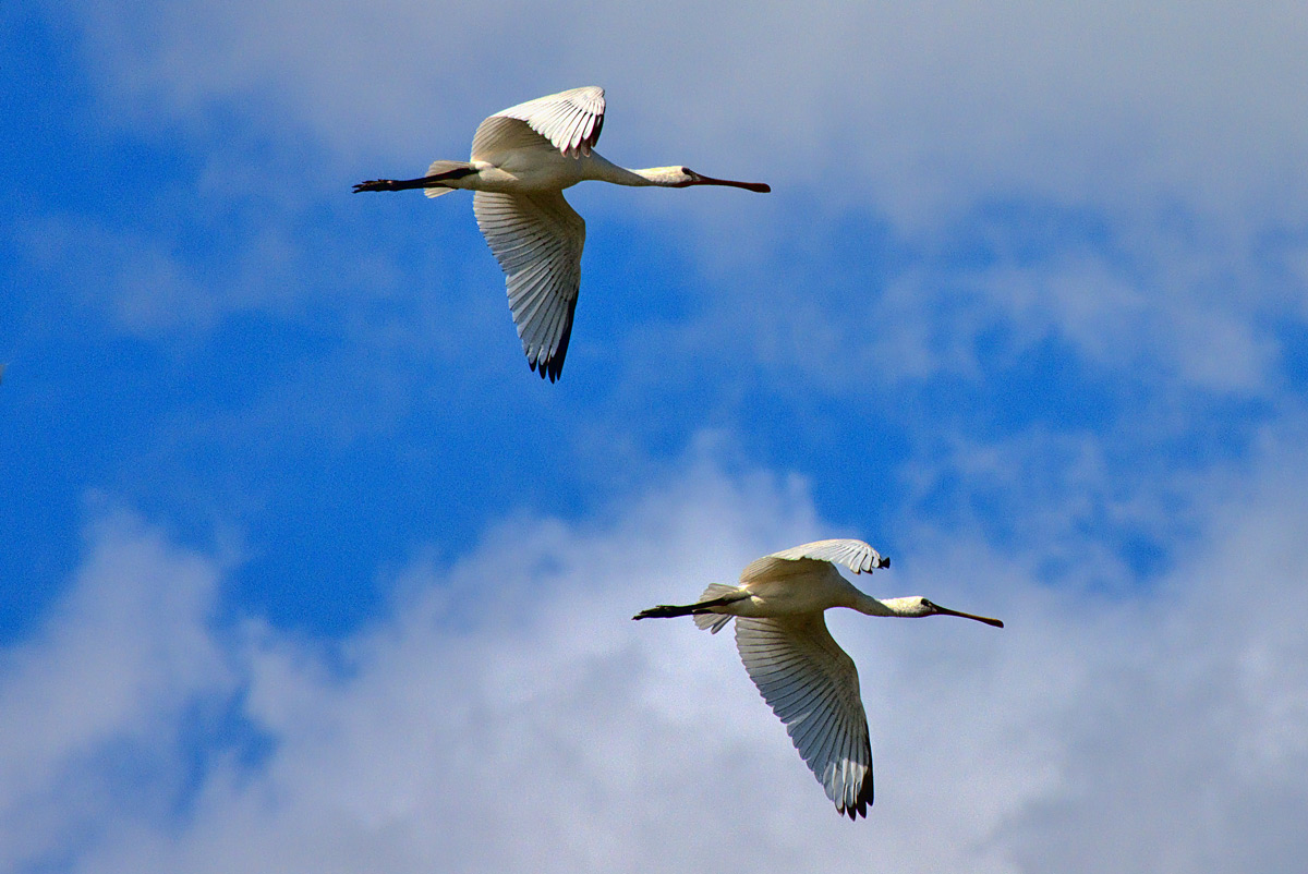 Löffelreiher im Flug