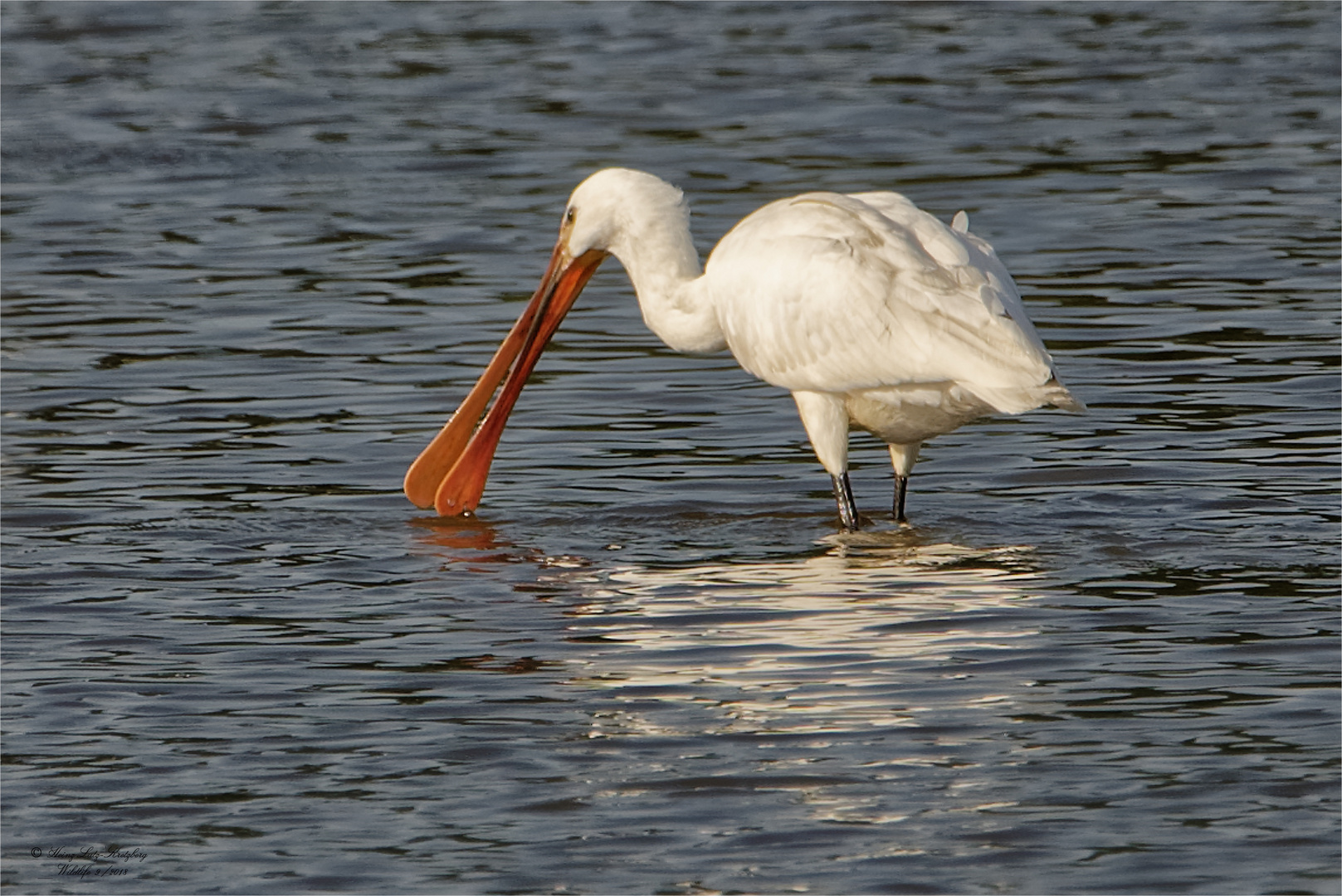 Löffelreiher / Löffler (Platalea leucorodia)