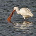 Löffelreiher / Löffler (Platalea leucorodia)