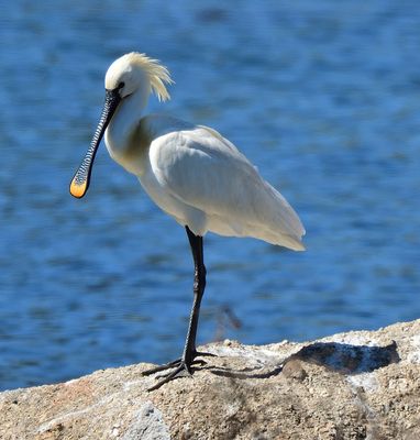 Löffelreiher, (Platalea leucorodia) Espátula común, Eurasian spoonbill