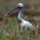 Löffelreiher, (Platalea leucorodia), Eurasian spoonbill, Espátula común