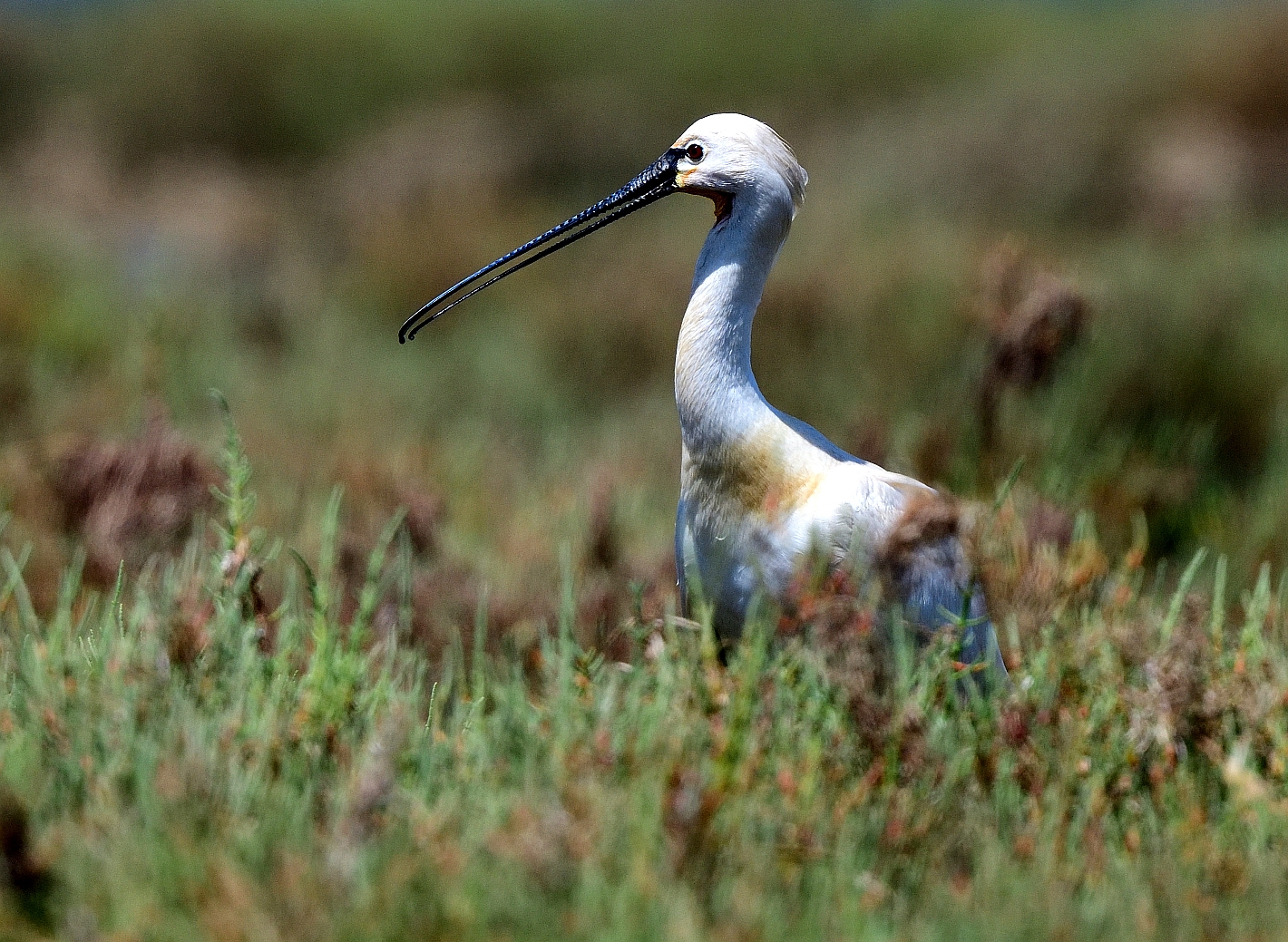 Löffelreiher (Platalea leucorodia), Eurasian spoonbill, Espátula común