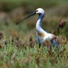 Löffelreiher (Platalea leucorodia), Eurasian spoonbill, Espátula común