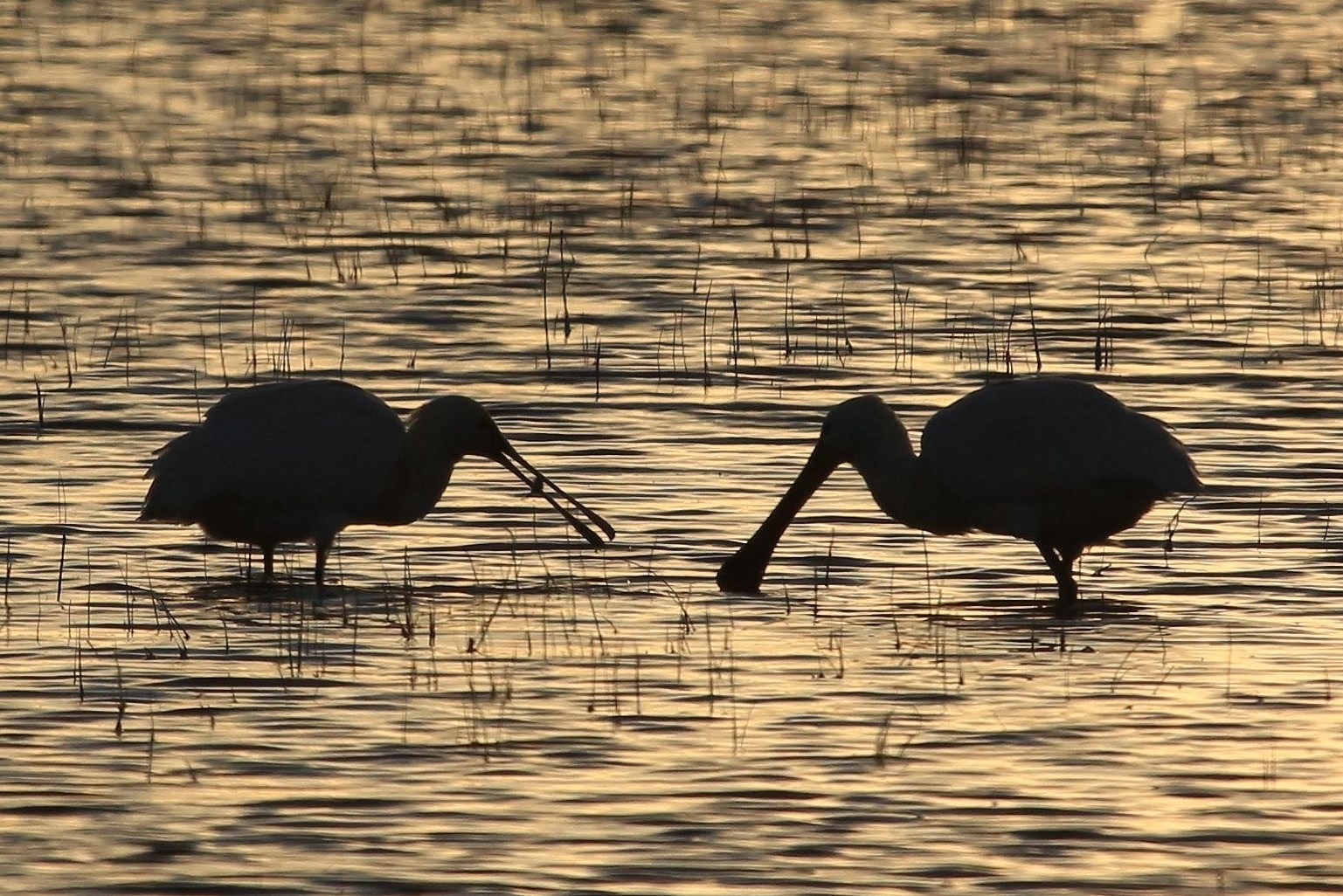 Löffelreiher Tipperne