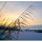 Löffelstelzweiher bei Sonnenaufgang