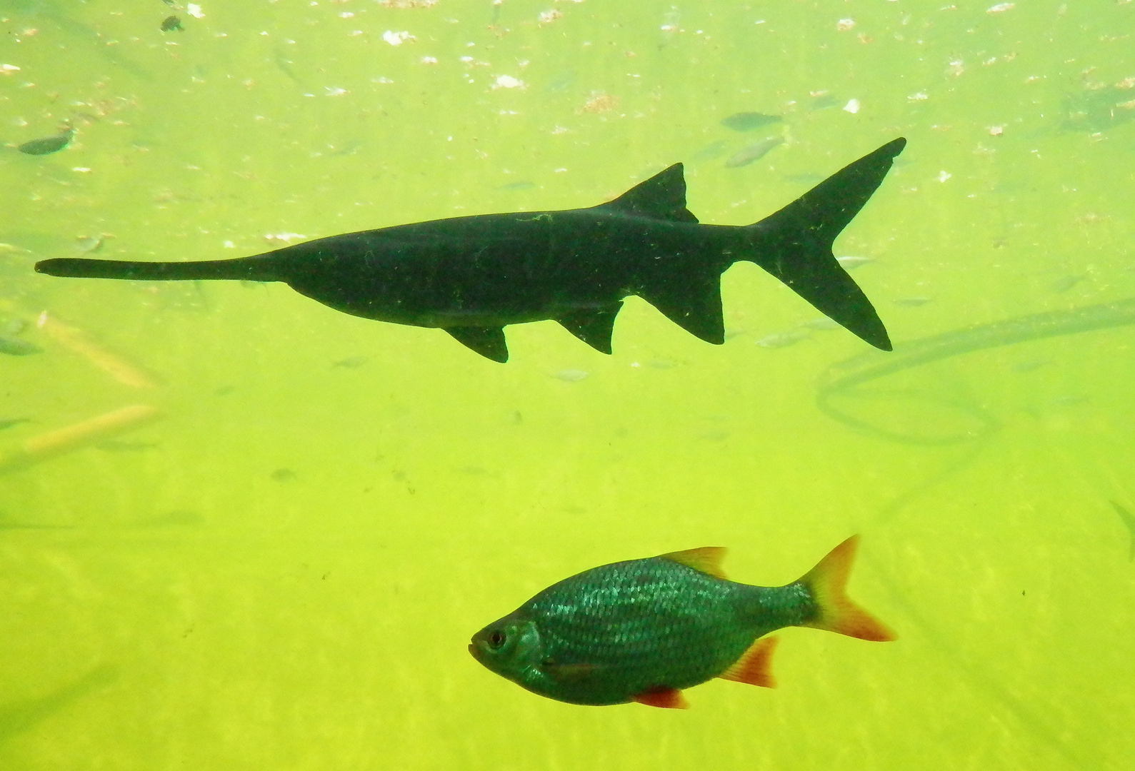 Löffelstör (Polyodon spathula) und Rotauge (Rutilus rutilus) im Aquarium