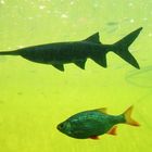 Löffelstör (Polyodon spathula) und Rotauge (Rutilus rutilus) im Aquarium