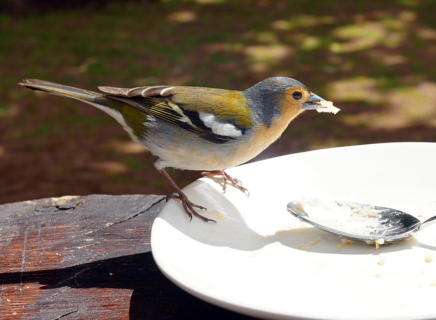 Löffelvogel