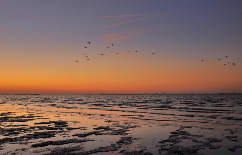 Löffler am Abendhimmel