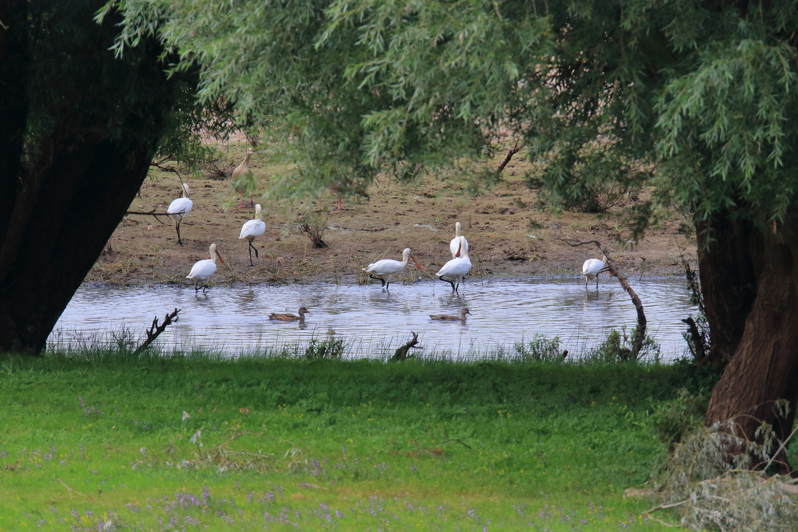 Löffler am Niederrhein