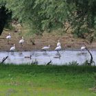 Löffler am Niederrhein