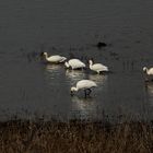 Löffler am Niederrhein (DOKU)