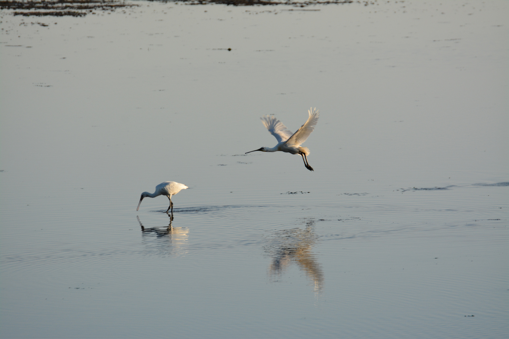 Löffler auf Ameland