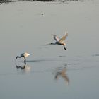 Löffler auf Ameland