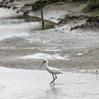 Löffler auf Langeoog