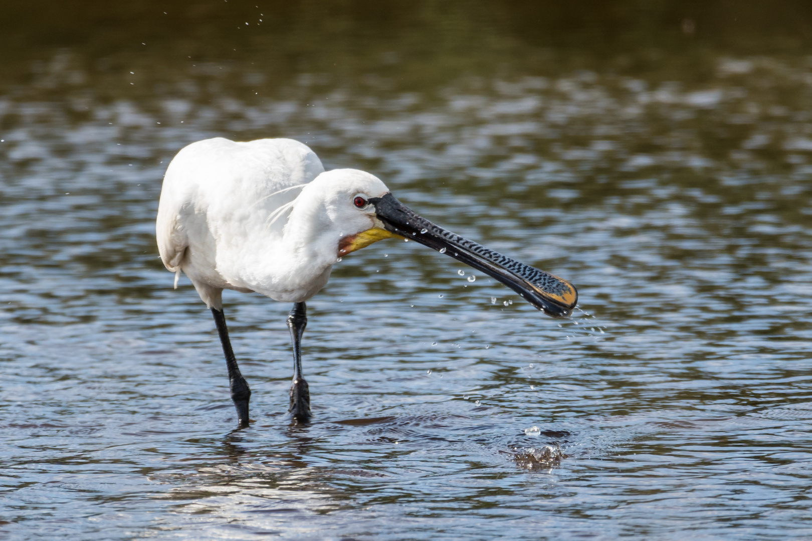 Löffler auf Norderney 