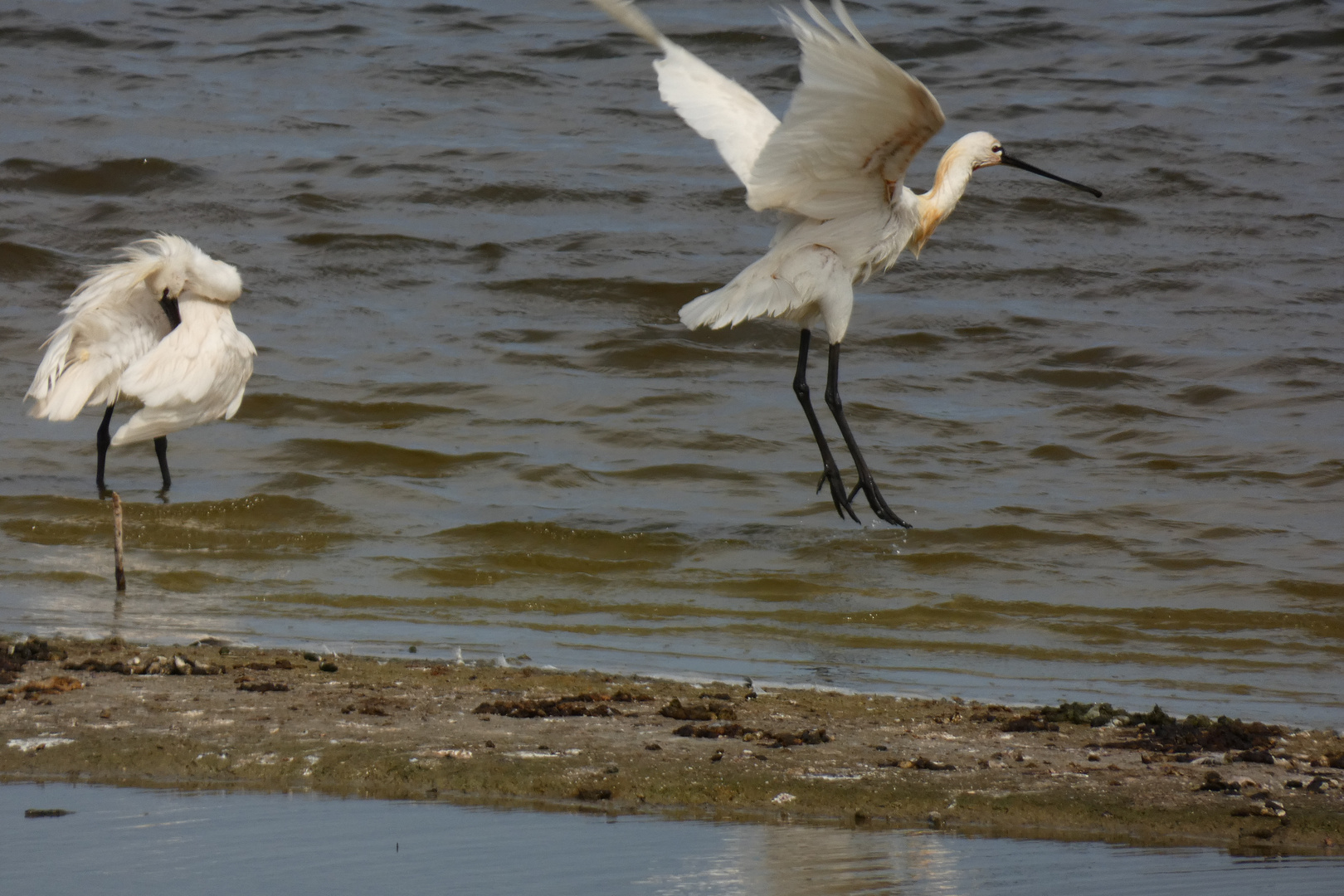 Löffler auf Norderney