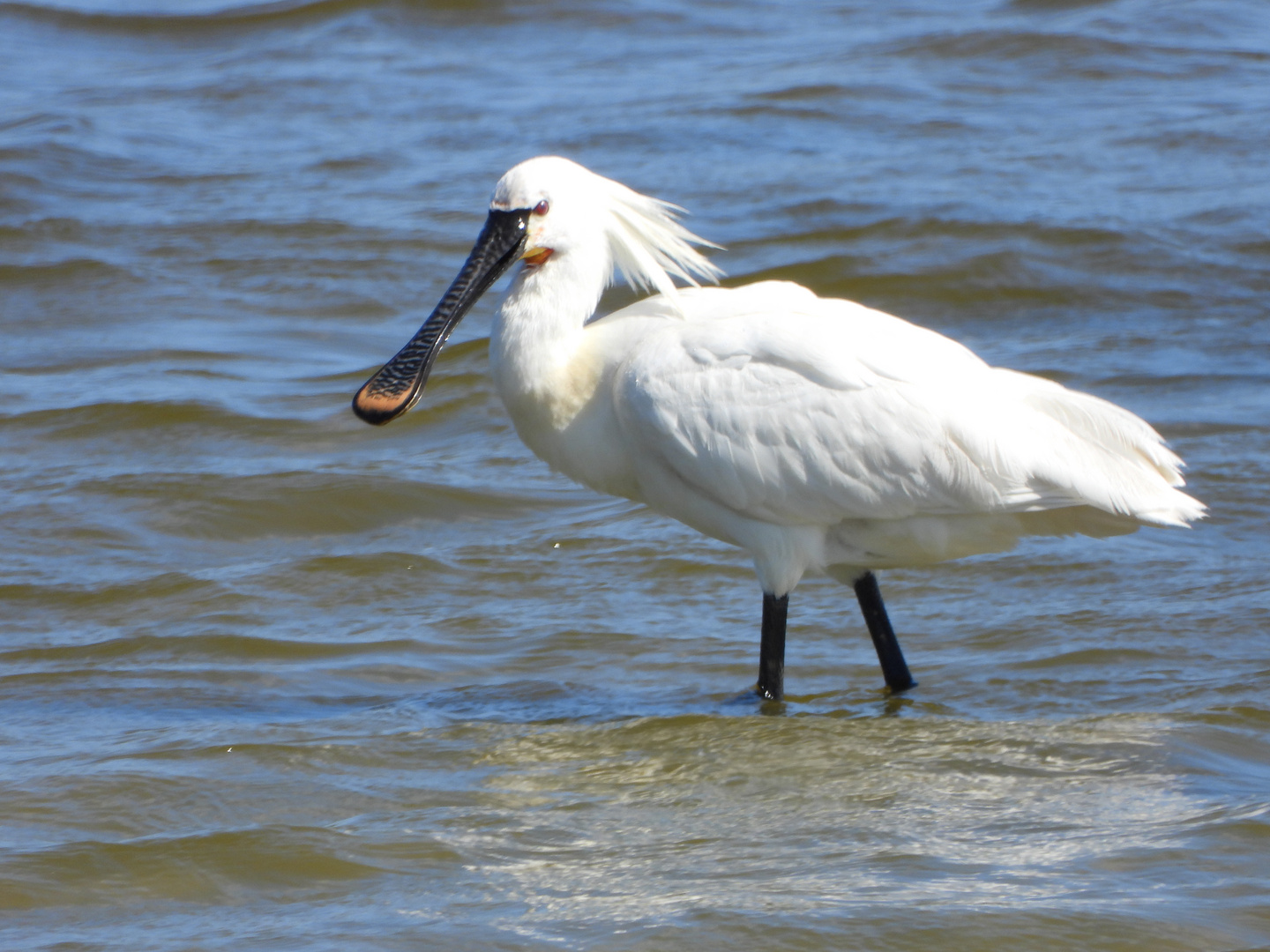 Löffler auf Norderney