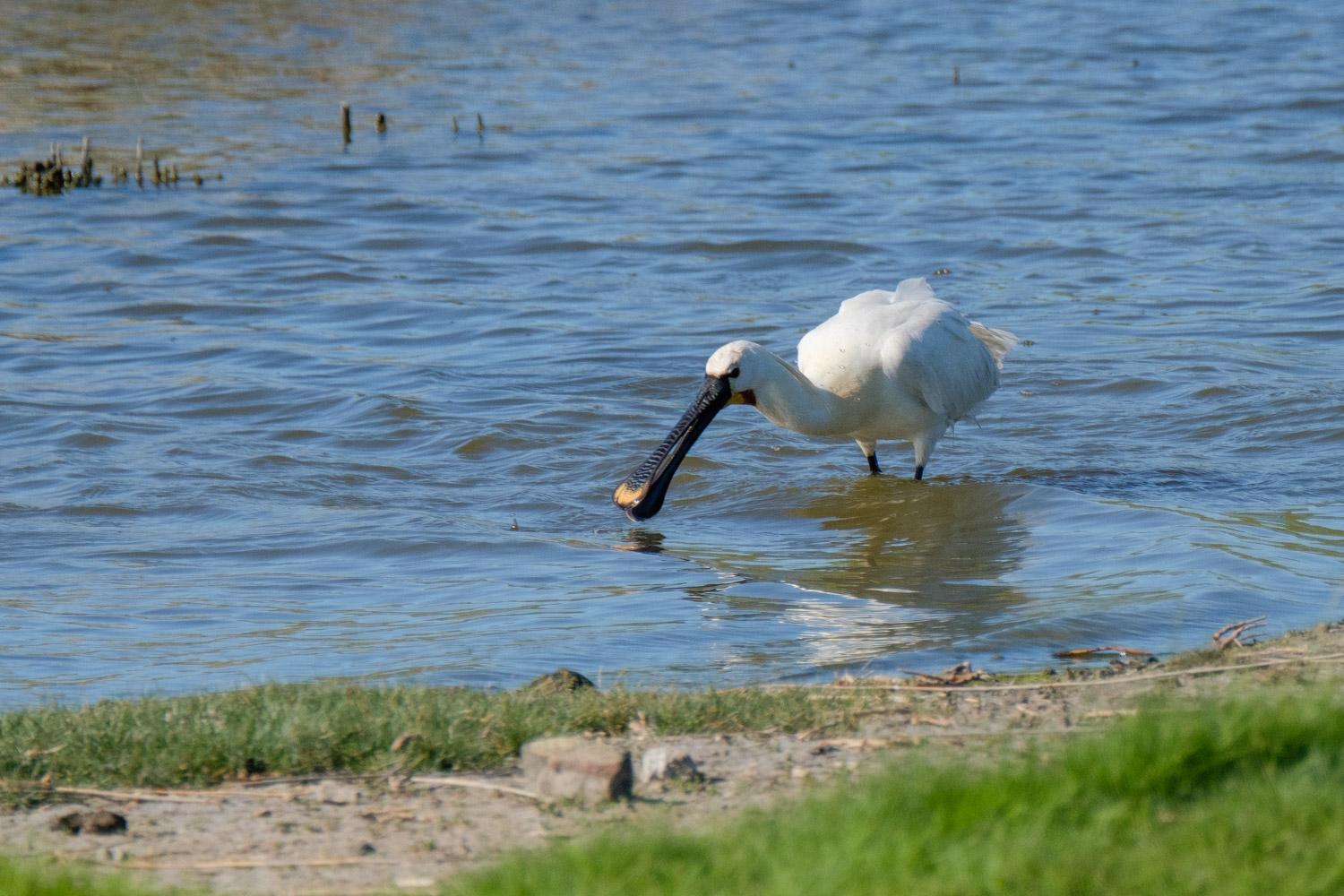 Löffler auf Texel