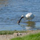 Löffler auf Texel