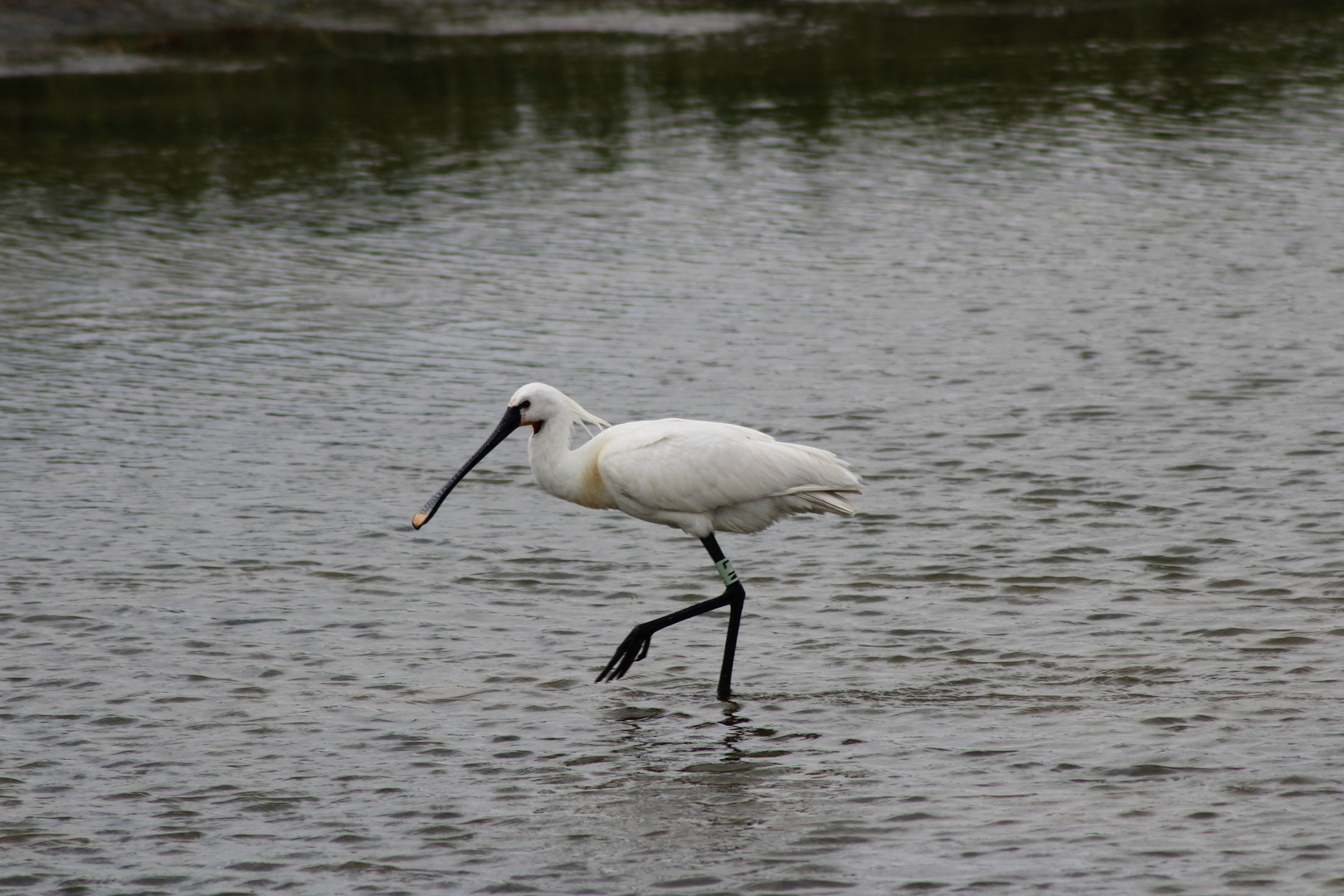 Löffler auf Texel