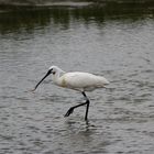 Löffler auf Texel