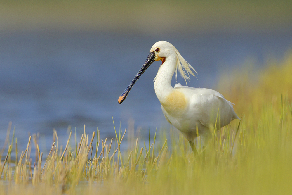 Löffler auf Texel