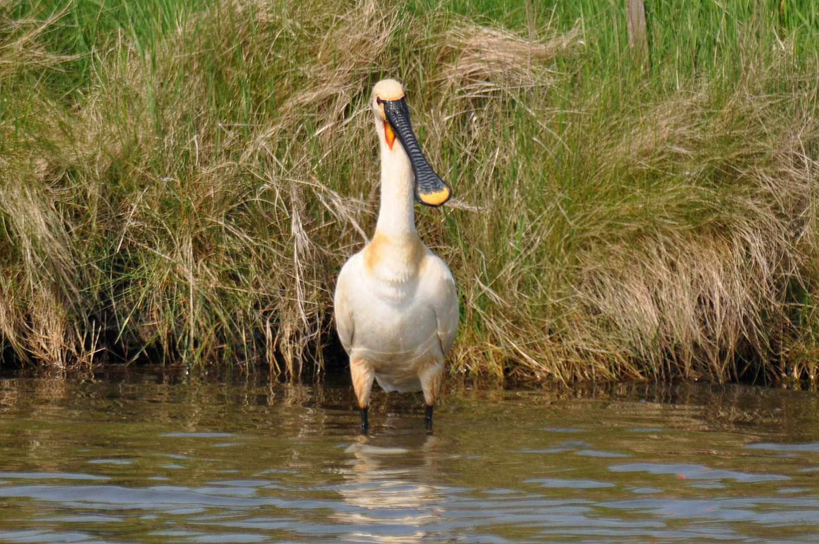 Löffler auf Texel