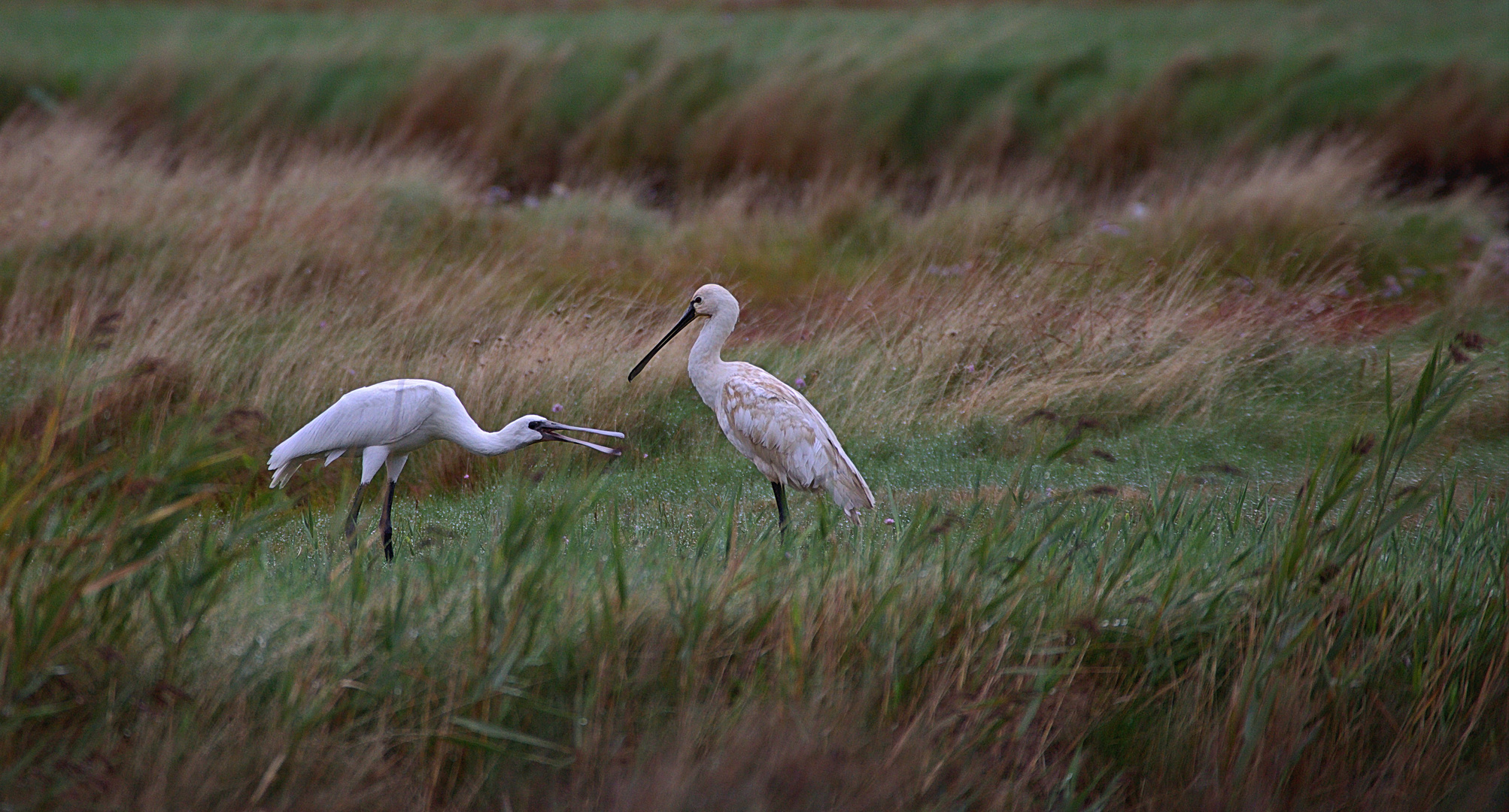  Löffler  auf Texel